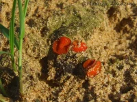 Kleurige bekerzwammen [Pyronemataceae]